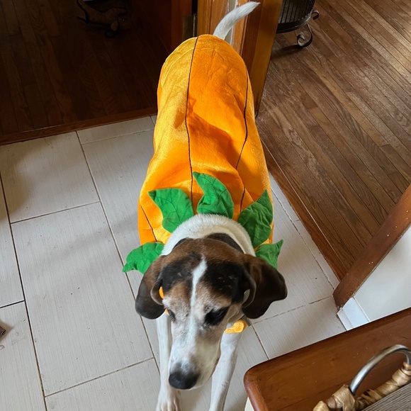 Pet Halloween Pumpkin Costume--XXL - Picture 2 of 7